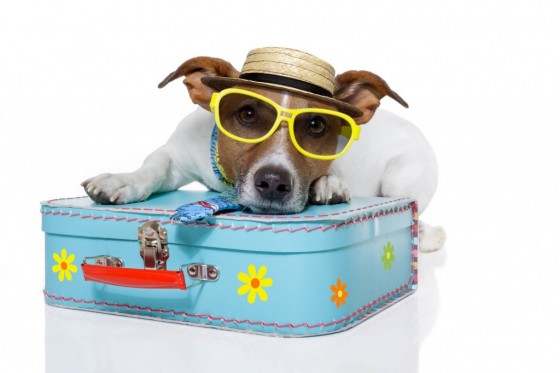 cane-in-vacanza